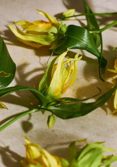 Full Ylang Ylang Eau de Parfum